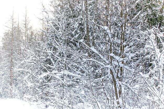 Paesaggio invernale con messa a fuoco selettiva morbida. Abete nel bosco innevato.