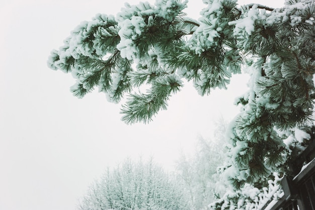 Paesaggio invernale con neve e alberi di Natale. Buon natale e felice anno nuovo saluto sfondo. .