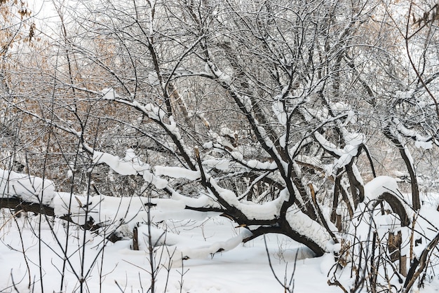 Paesaggio invernale con neve e alberi