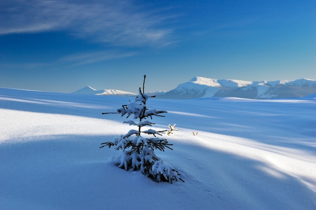 Paesaggio invernale con neve nelle montagne dei Carpazi, Ucraina