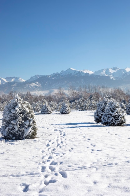 Paesaggio invernale con pini e montagne in Kazakistan Almaty