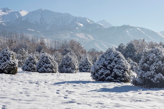 Paesaggio invernale con pini e montagne in Kazakistan Almaty