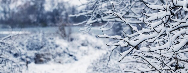 Paesaggio invernale con rami di alberi innevati vicino al fiume dopo abbondanti nevicate