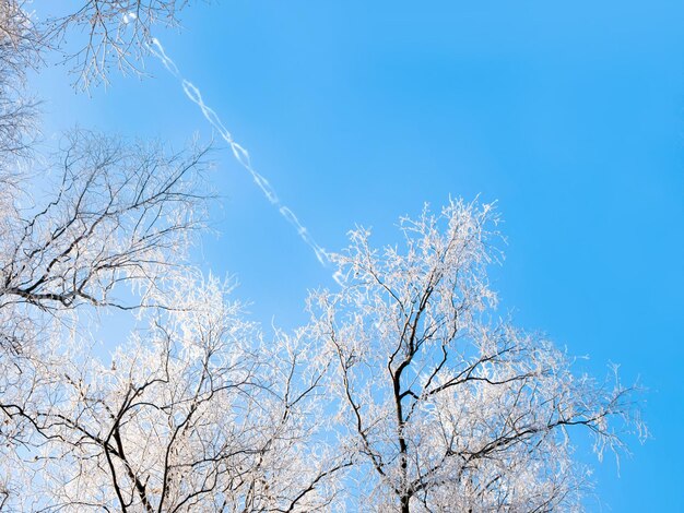 Paesaggio invernale con rami innevati