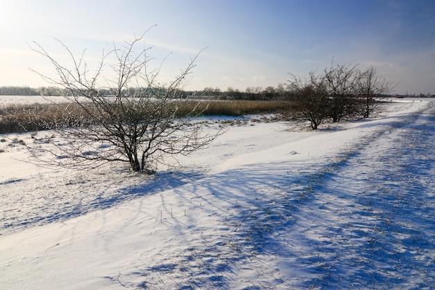 Paesaggio invernale con un albero solitario con radici nel ghiaccio una strada verso un albero con onde di ghiaccio sulla neve sullo sfondo di una baia con un mare blu nel ghiaccio e un tramonto gialloblu in inverno