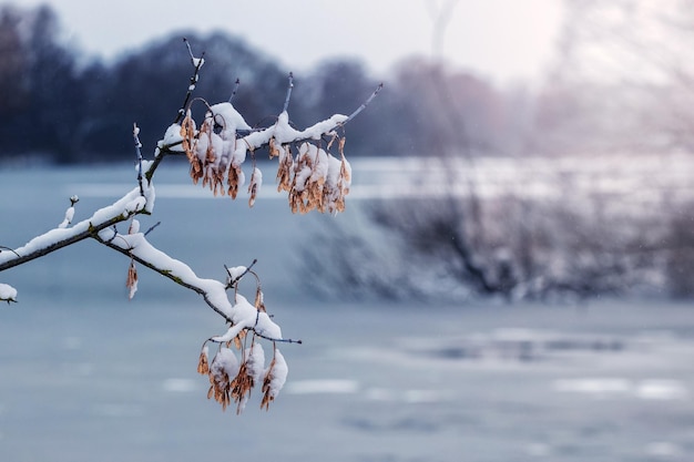 Paesaggio invernale con un ramo di albero innevato con foglie secche sulla riva del fiume in tempo soleggiato