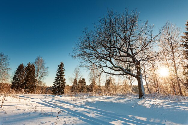 Paesaggio invernale con una strada e un bosco vicino al tramonto