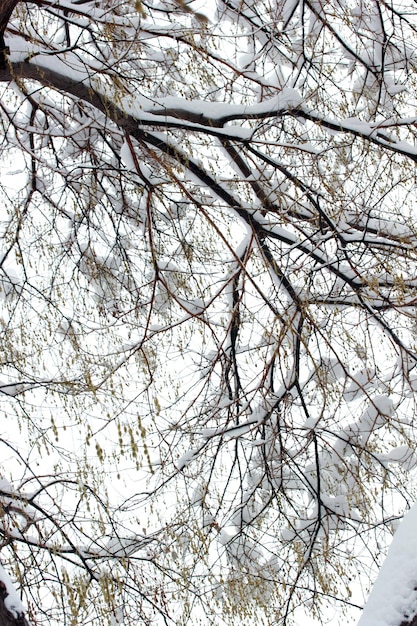 Paesaggio invernale dell'albero