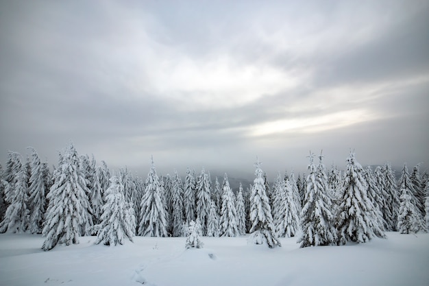 Paesaggio invernale di abeti coperti di neve