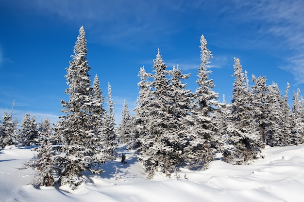 Paesaggio invernale di abeti rossi della foresta congelata