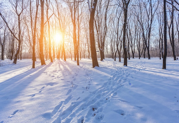 Paesaggio invernale di alberi gelidi