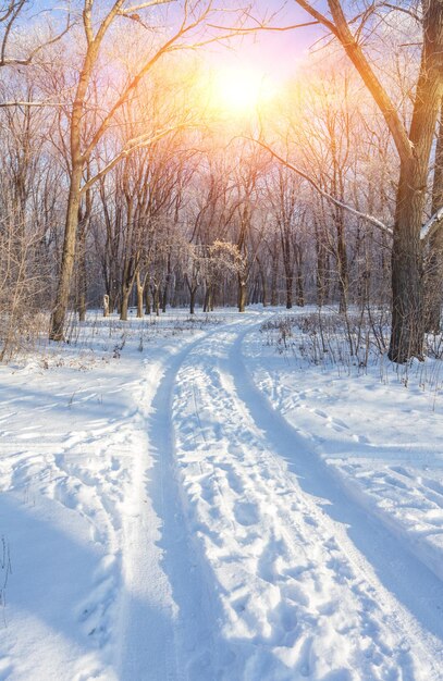 Paesaggio invernale di alberi gelidi