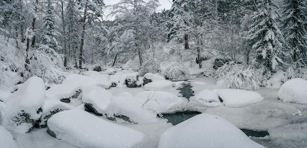 Paesaggio invernale di bellezza con alberi chiari sotto la neve