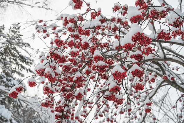 Paesaggio invernale di bellezza con alberi chiari sotto la neve