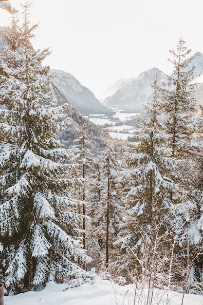 Paesaggio invernale di montagne e alberi alpini.