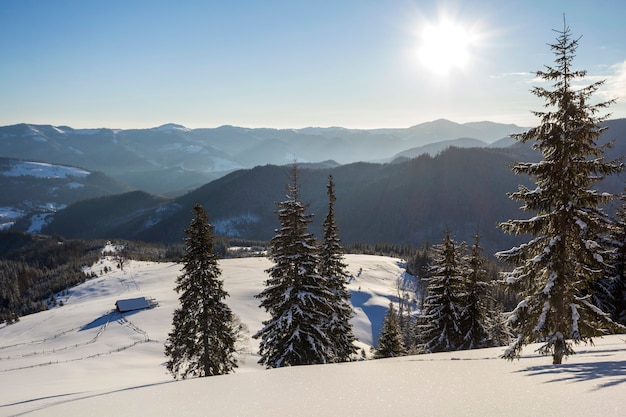 Paesaggio invernale di Natale della valle di montagna in una gelida giornata di sole. Coperto di gelo alti abeti nella neve profonda, cresta di montagna scura legnosa, bagliore morbido all'orizzonte, cielo blu copia sfondo
