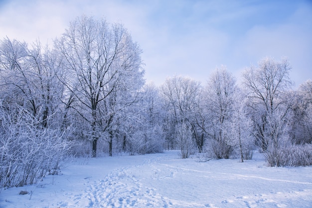 Paesaggio invernale di rami di alberi innevati contro il cielo colorato