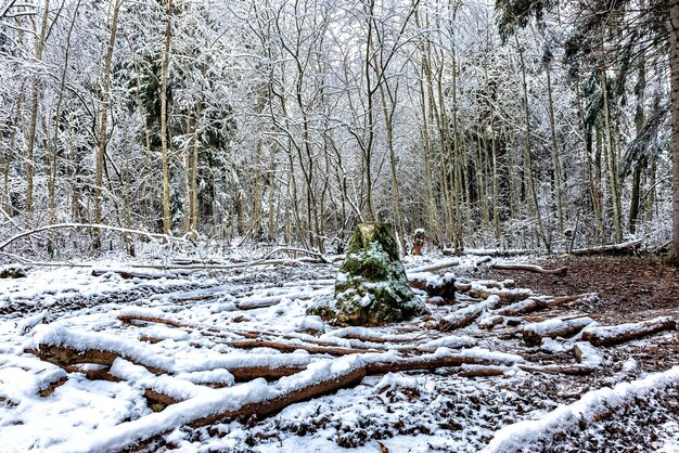 Paesaggio invernale di una radura forestale con alberi giovani abbattuti