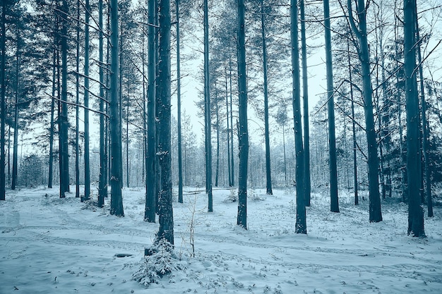 paesaggio invernale foresta cupa, paesaggio stagionale neve nella natura della foresta