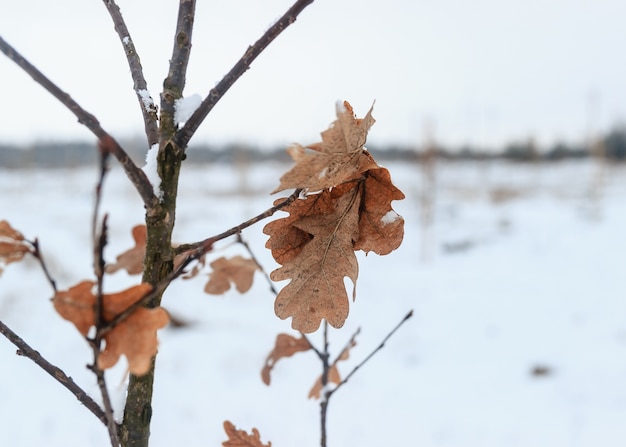 Paesaggio invernale, foresta innevata