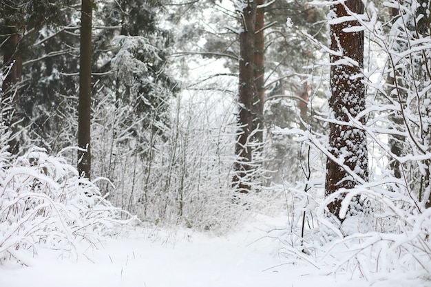 Paesaggio invernale. Foresta sotto la neve. Inverno nel parco.