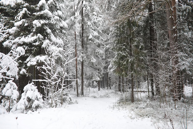 Paesaggio invernale Foresta sotto la neve Inverno nel parco