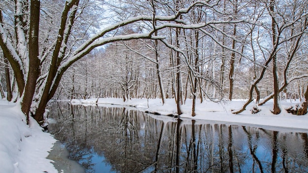 Paesaggio invernale grafico L'ansa del fiume Rive innevate Calma Una giornata invernale limpida