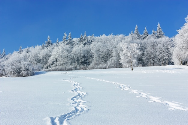 Paesaggio invernale. Impronte su un campo innevato conducono ai margini della foresta in una giornata gelida invernale di sole.