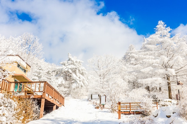 paesaggio invernale in montagna con la neve che cade a Seoul, Corea del sud.