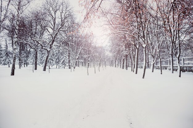 Paesaggio invernale in un parco cittadino in una giornata nevosa