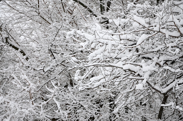 Paesaggio invernale in un parco innevato dopo un pesante bagnato