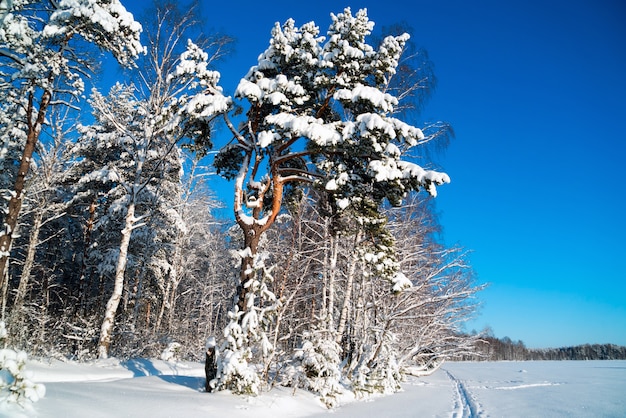 Paesaggio invernale in una foresta innevata