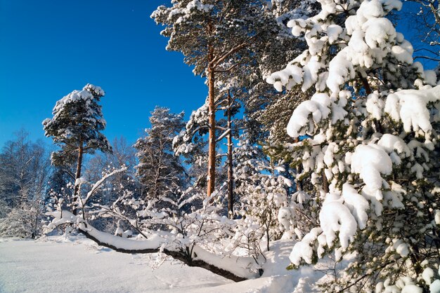 Paesaggio invernale in una foresta innevata