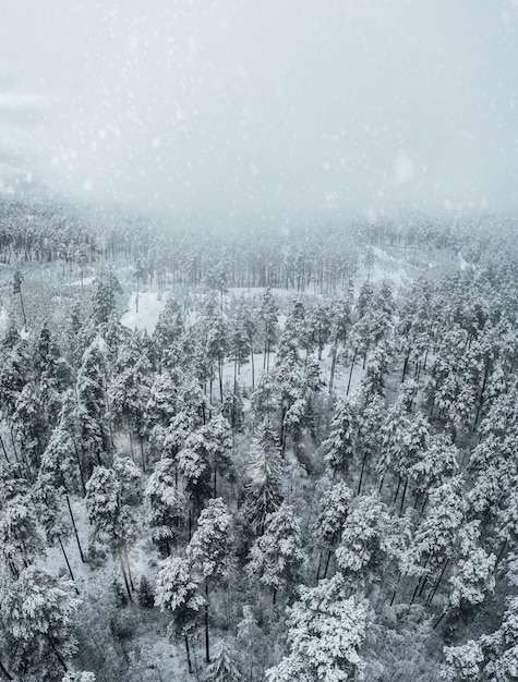 paesaggio invernale innevato con alberi