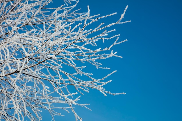 Paesaggio invernale innevato rami bianchi ghiacciati contro il cielo blu
