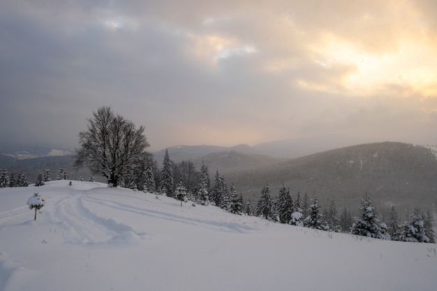 Paesaggio invernale lunatico con albero nudo scuro coperto da un campo di neve fresca caduta in montagne invernali in una fredda sera cupa.