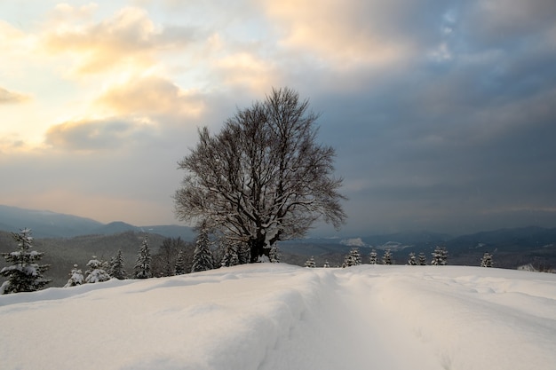 Paesaggio invernale lunatico con albero nudo scuro coperto di neve fresca caduta in montagne invernali in una fredda sera cupa.