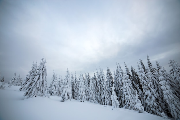 Paesaggio invernale lunatico con foresta di abeti rannicchiata con la neve bianca nelle fredde montagne ghiacciate.