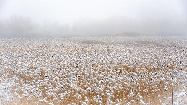 Paesaggio invernale. Mattina nella palude. Nebbia e canne.