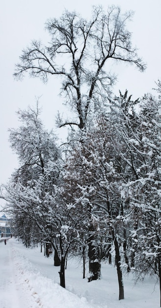 Paesaggio invernale Natale e Capodanno Bellissimi alberi avvolti nella neve bianca componevano un interessante cruciverba