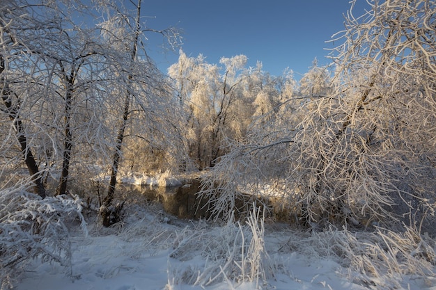 Paesaggio invernale natura innevata foresta di capodanno