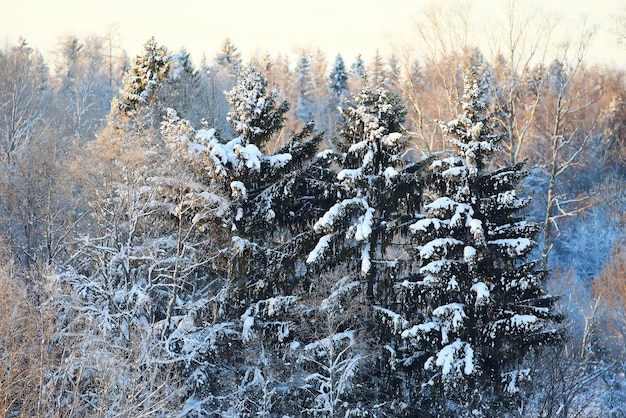 Paesaggio invernale nel campo di neve della foresta di campagna