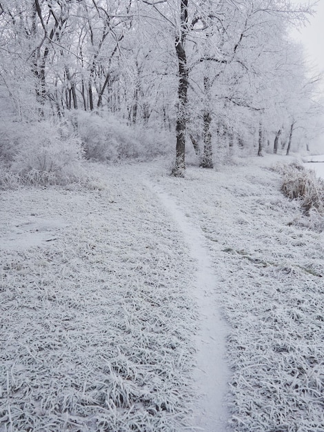 Paesaggio invernale nel parco cittadino