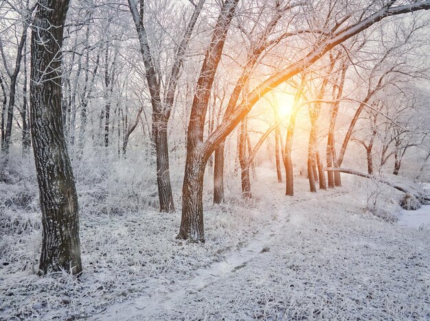 Paesaggio invernale nel parco cittadino