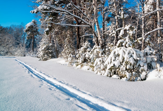 Paesaggio invernale nella foresta innevata e sci