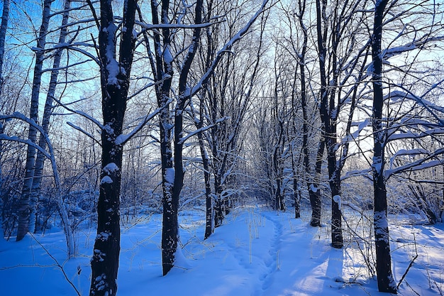 paesaggio invernale nella foresta / tempo nevoso a gennaio, bellissimo paesaggio nella foresta innevata, un viaggio a nord