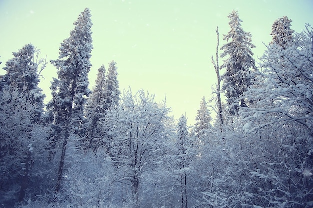 paesaggio invernale nella foresta / tempo nevoso a gennaio, bellissimo paesaggio nella foresta innevata, un viaggio a nord