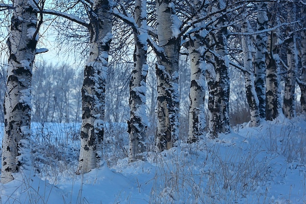 paesaggio invernale nella foresta / tempo nevoso a gennaio, bellissimo paesaggio nella foresta innevata, un viaggio al nord