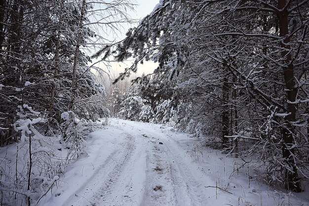 paesaggio invernale nella foresta / tempo nevoso a gennaio, bellissimo paesaggio nella foresta innevata, un viaggio al nord