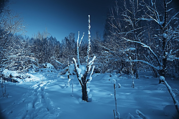 paesaggio invernale nella foresta / tempo nevoso a gennaio, bellissimo paesaggio nella foresta innevata, un viaggio al nord